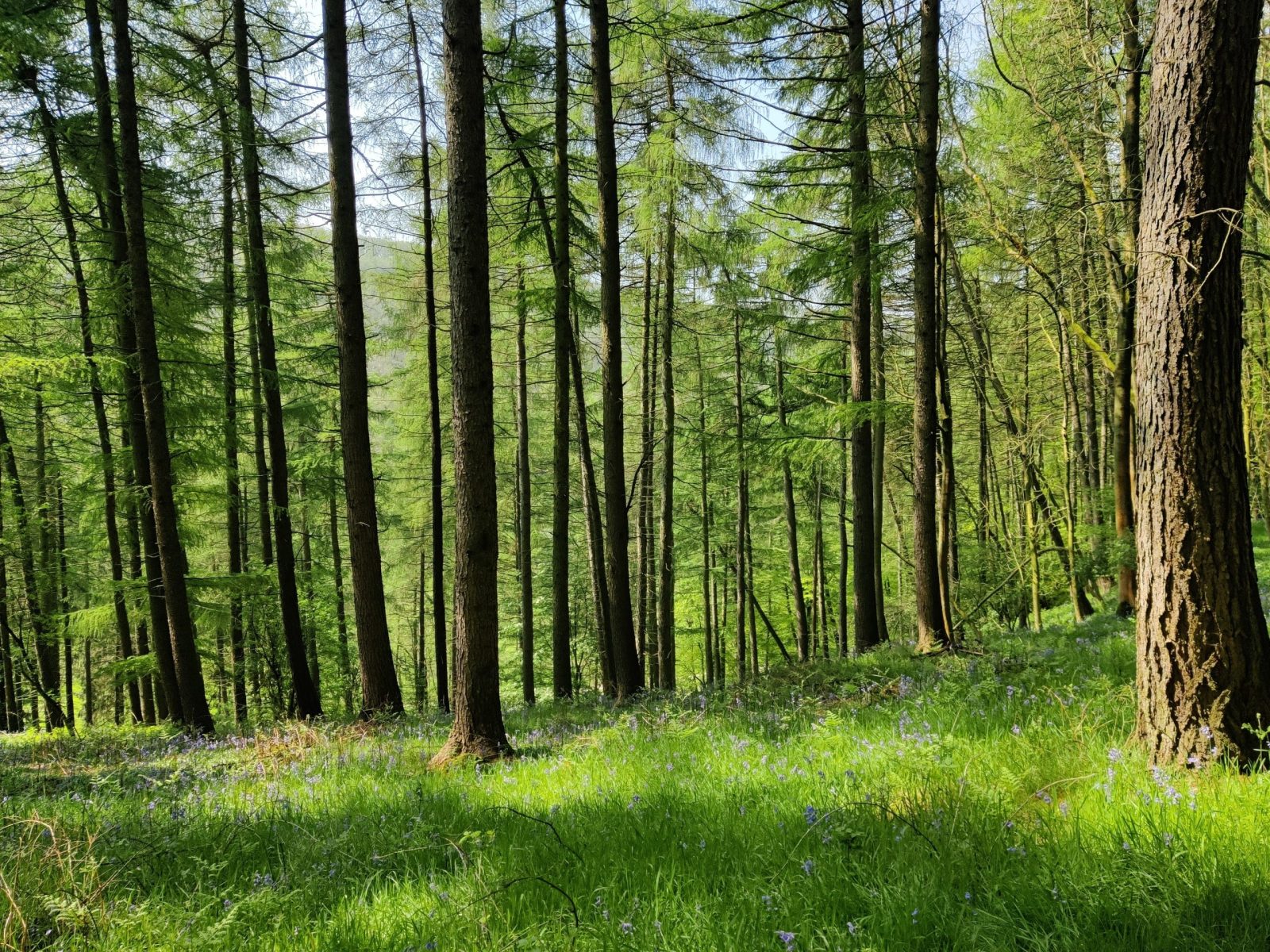 Skirting Coombes Hill