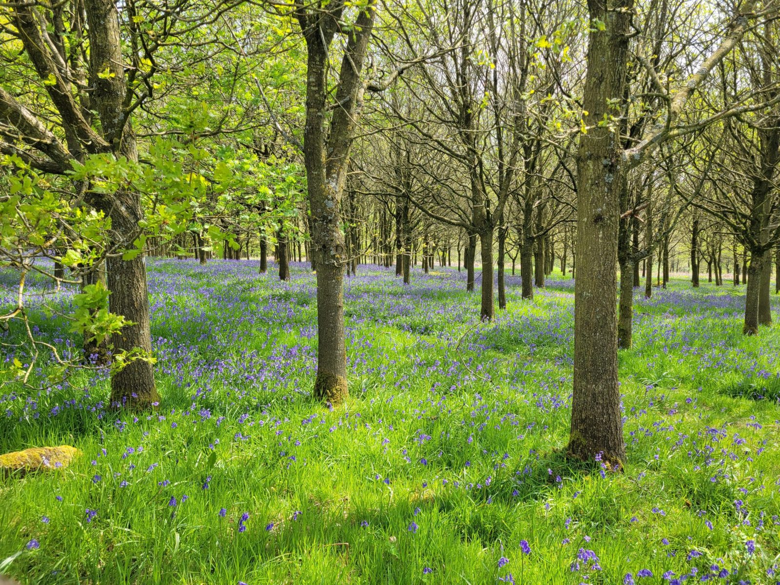 Pass Anya's Wood