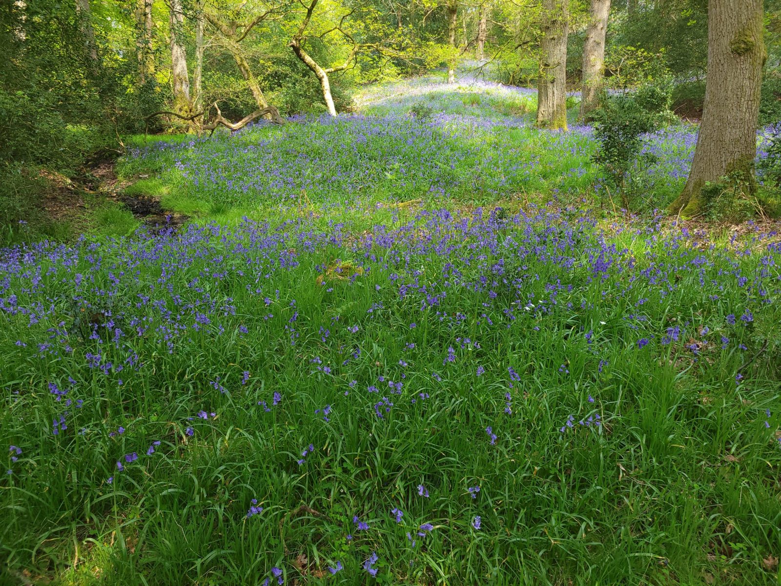 Through more Bluebell woods