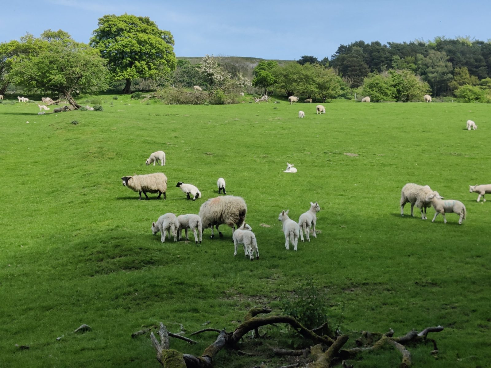 Past the last of the sheep